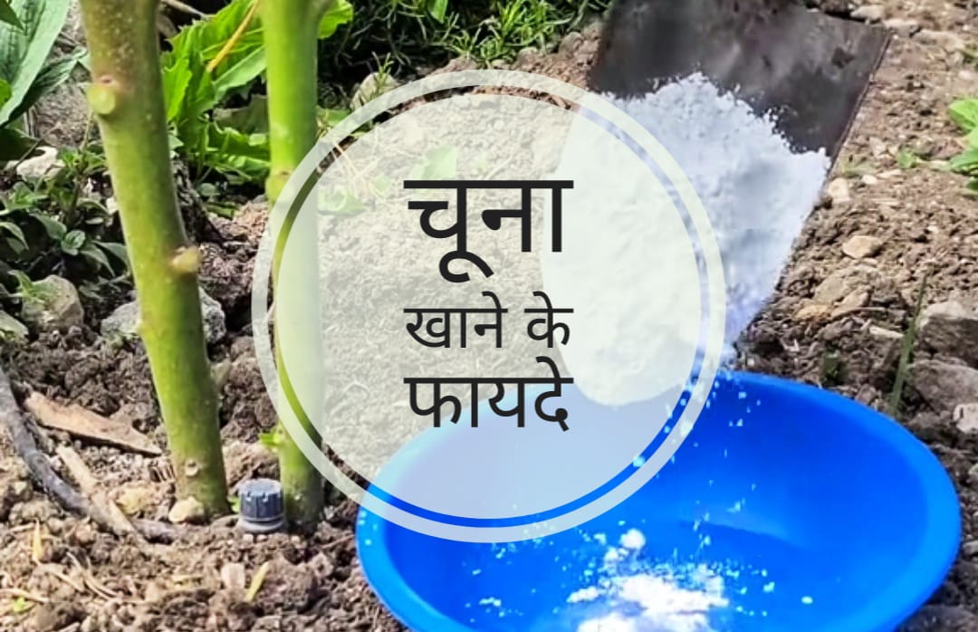 chuna khane ke fayde