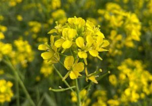 Mustard in hindi