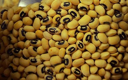 Cowpea in Hindi