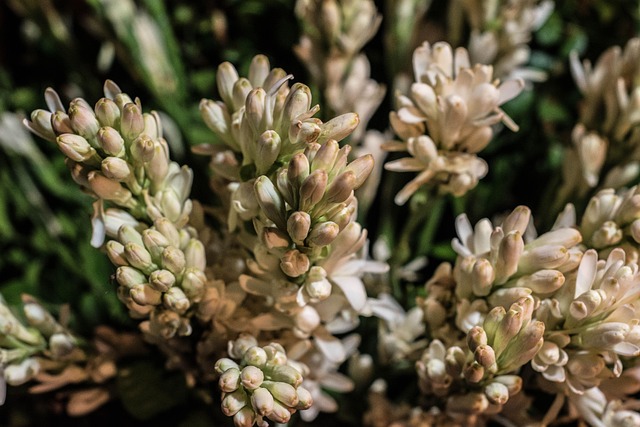 tuberose in hindi