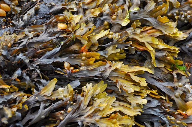 seaweed in hindi
