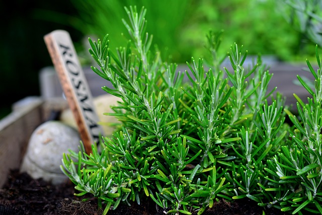 rosemary plant in hindi