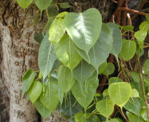 Pipal ka ped in Hindi Pipal ka ped full tree image Peepal tree leaves heart shape Pipal ka ped near temple Ficus religiosa tree in India Healthy Pipal ka ped with wide canopy