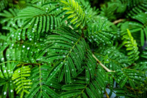 शमी का पेड़ (Shami ka ped in Hindi) – धार्मिक और औषधीय महत्व वाला वृक्ष