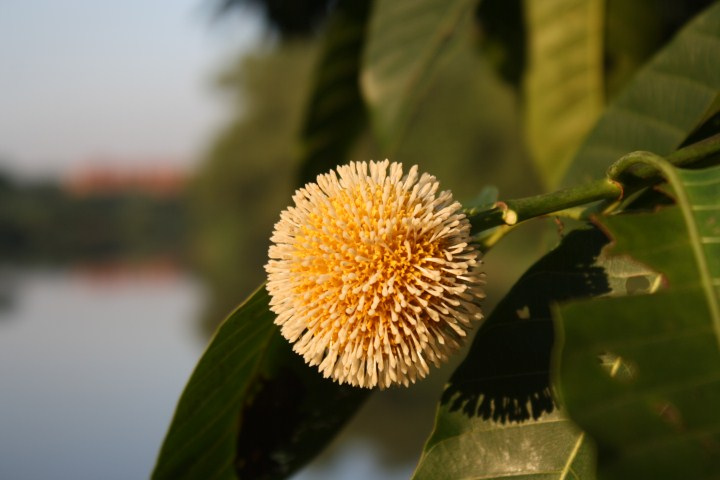 Kadam ka ped in Hindi Kadam ka ped full tree image Kadam flower on Kadam ka ped Neolamarckia cadamba tree India Kadam ka ped leaves close up Kadam ka ped near temple